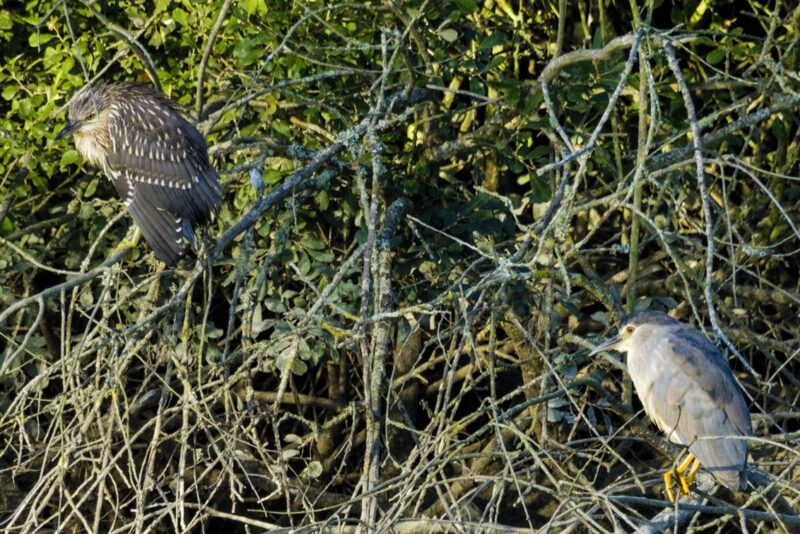Bihoreaux gris adulte et juvénile